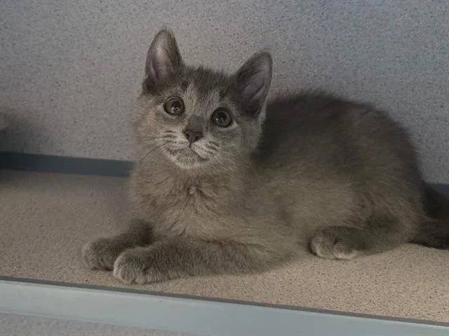 A baby small-sized female Domestic Short Hair cat named Artemis for adoption in Aliquippa, PA
