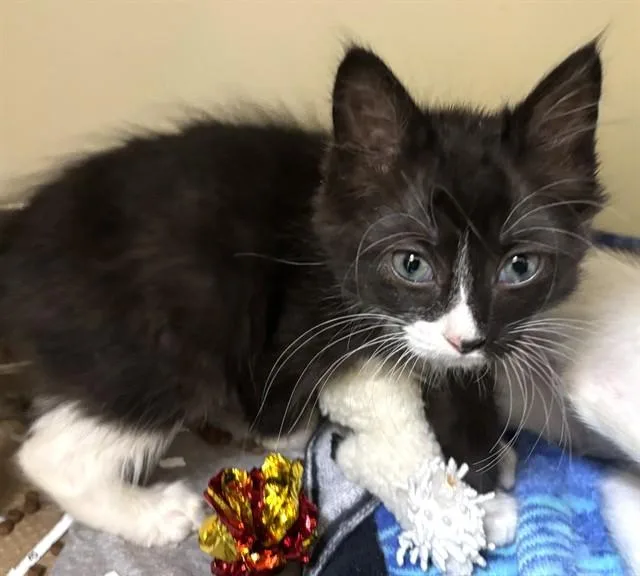 A baby medium-sized male Domestic Short Hair cat named Rabbit for adoption in Dedham, MA