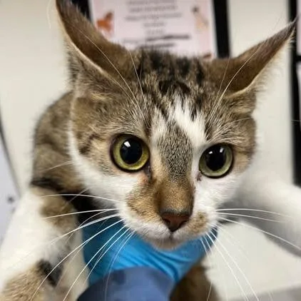 A young medium-sized female White Domestic Short Hair cat named Sera for adoption in Washington, DC