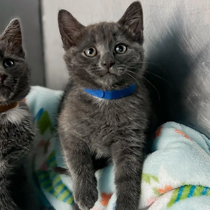 A baby small-sized female Gray / Blue / Silver Domestic Short Hair cat named Louise for adoption in Troy, VA