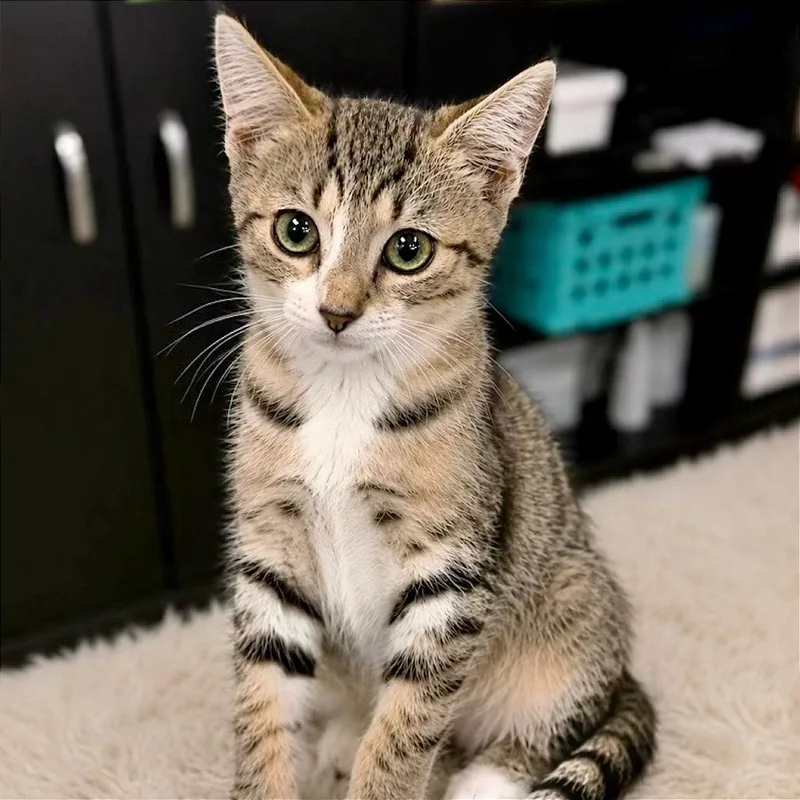 A baby small-sized female Black & White / Tuxedo Domestic Short Hair cat named Tilly for adoption in Tampa, FL