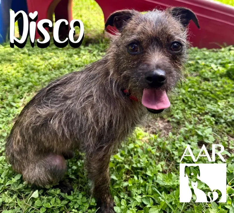 A young small-sized male Terrier dog named Disco for adoption in Magnolia, TX