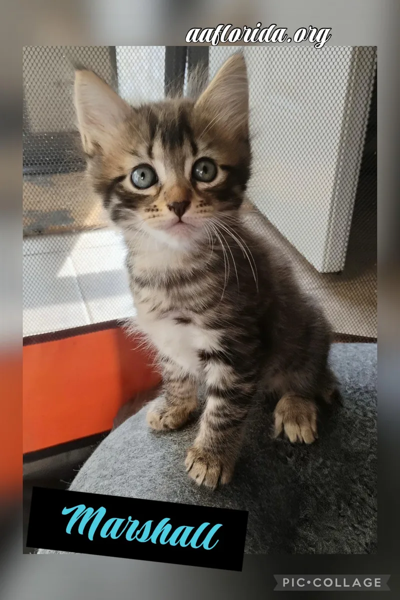 A young medium-sized male Tabby cat named Marshall for adoption in Pensacola, FL