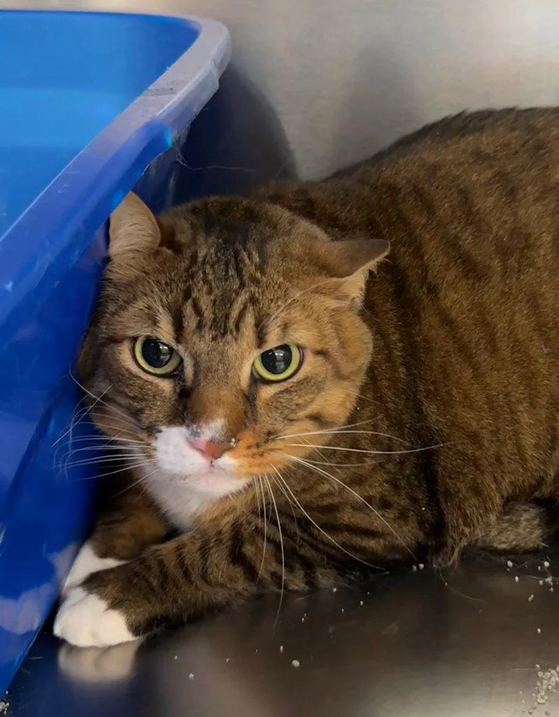 An adult small-sized male Brown / Chocolate Domestic Short Hair cat named Chip for adoption in Saint George, UT