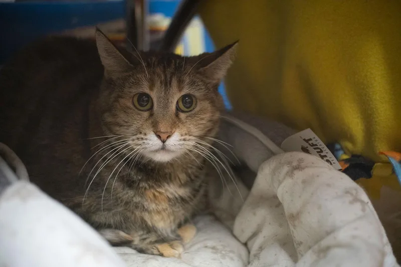 Sassy Pants thumbnail 2