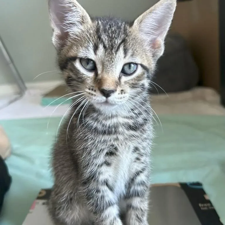 A baby small-sized male Domestic Short Hair cat named Bumble for adoption in Fairfax, VA