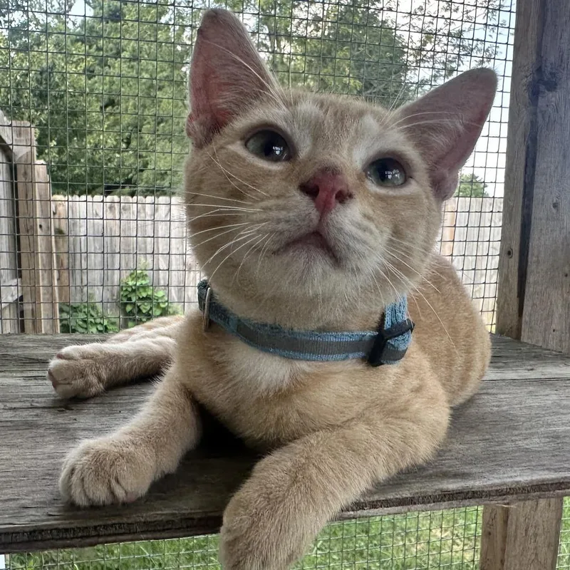 A baby small-sized male Orange / Red Domestic Short Hair cat named Miko for adoption in Springfield, OH