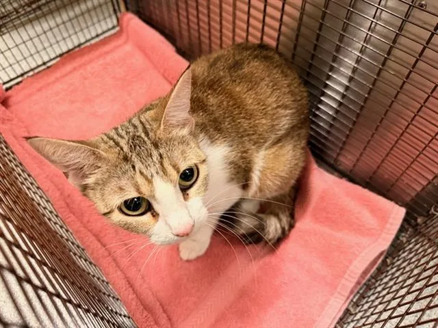 A young small-sized female Domestic Short Hair cat named Becca for adoption in Tustin, CA