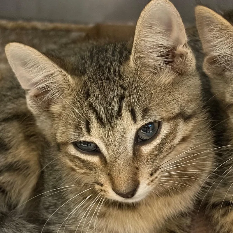 A baby small-sized female Gray / Blue / Silver Domestic Short Hair cat named Indigo for adoption in Lake Jackson, TX