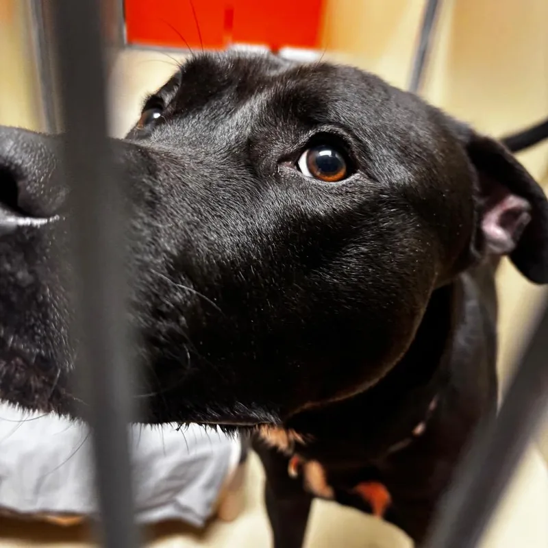 An adult medium-sized male Black Mixed Breed dog named Mr X for adoption in Philadelphia, PA