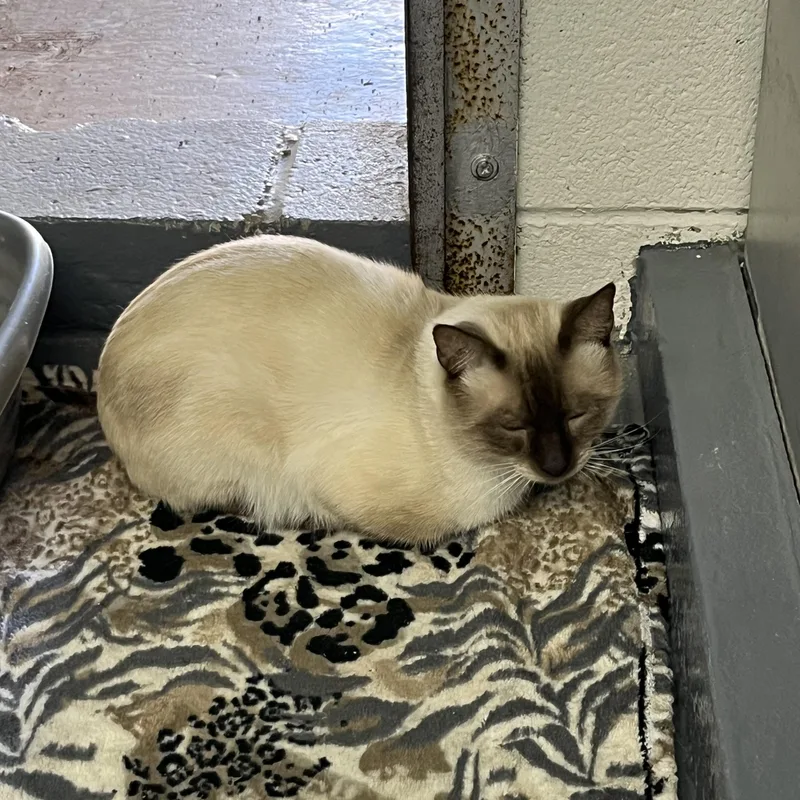 An adult medium-sized male Buff / Tan / Fawn Siamese cat named Bruno for adoption in Pompton Plains, NJ