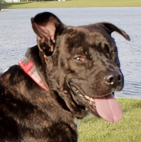 An adult medium-sized male Boxer dog named Chocolate for adoption in Liverpool, TX