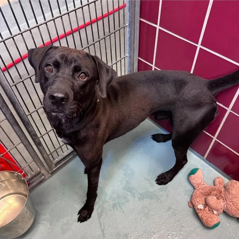 A young large-sized male Black Labrador Retriever dog named Milo for adoption in Sedalia, CO