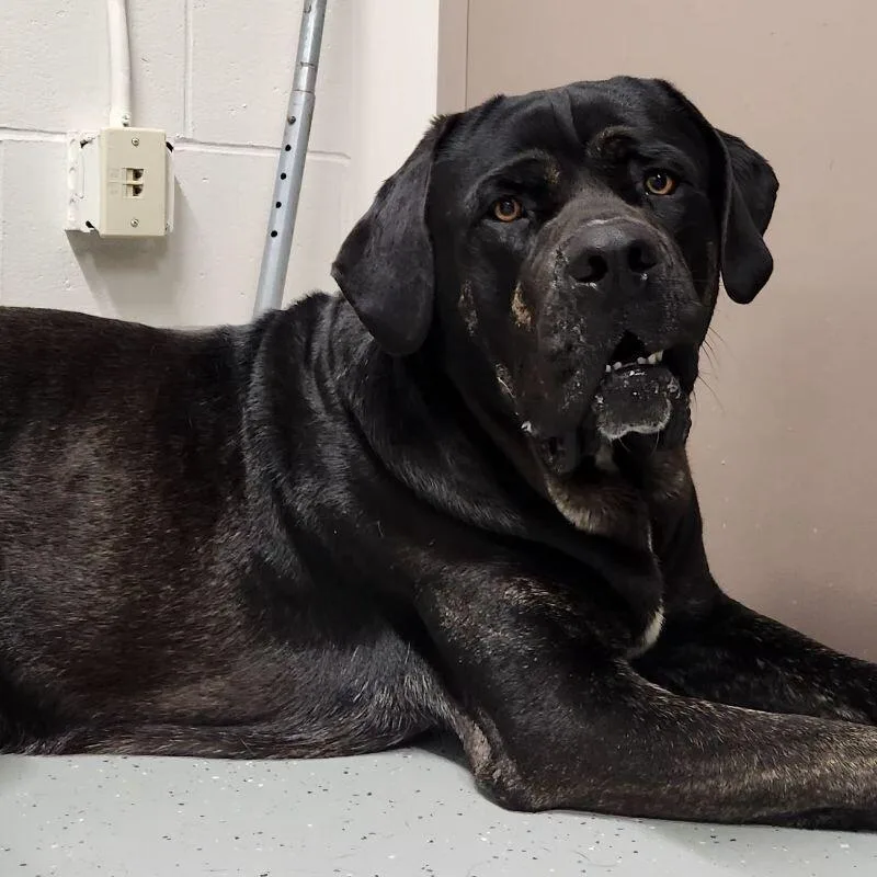 An adult extra large-sized male Mastiff dog named Bud for adoption in Yankton, SD