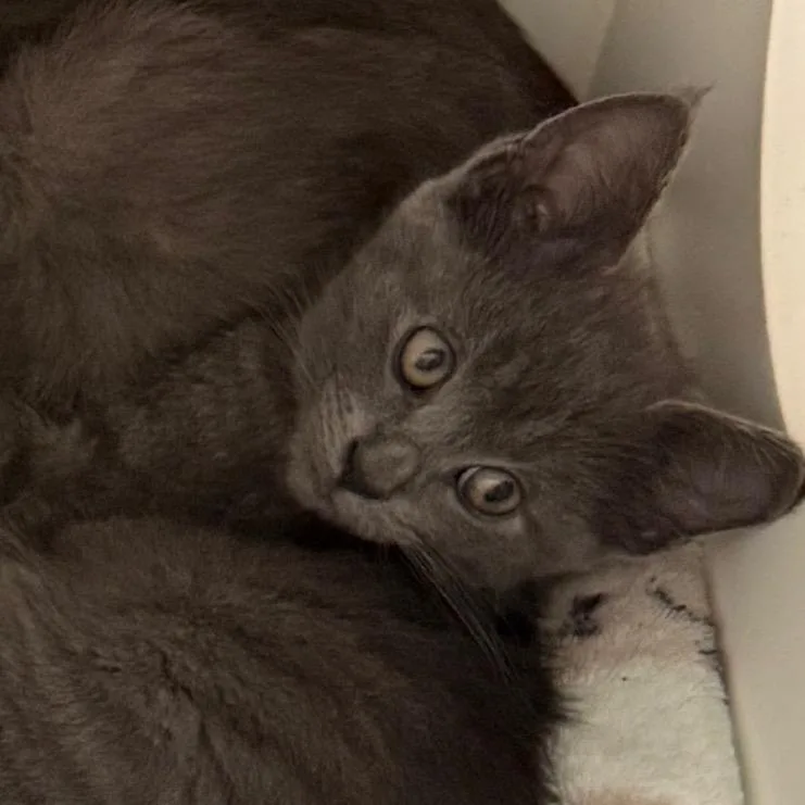 A baby small-sized female Domestic Short Hair cat named Taro for adoption in Cumming, GA