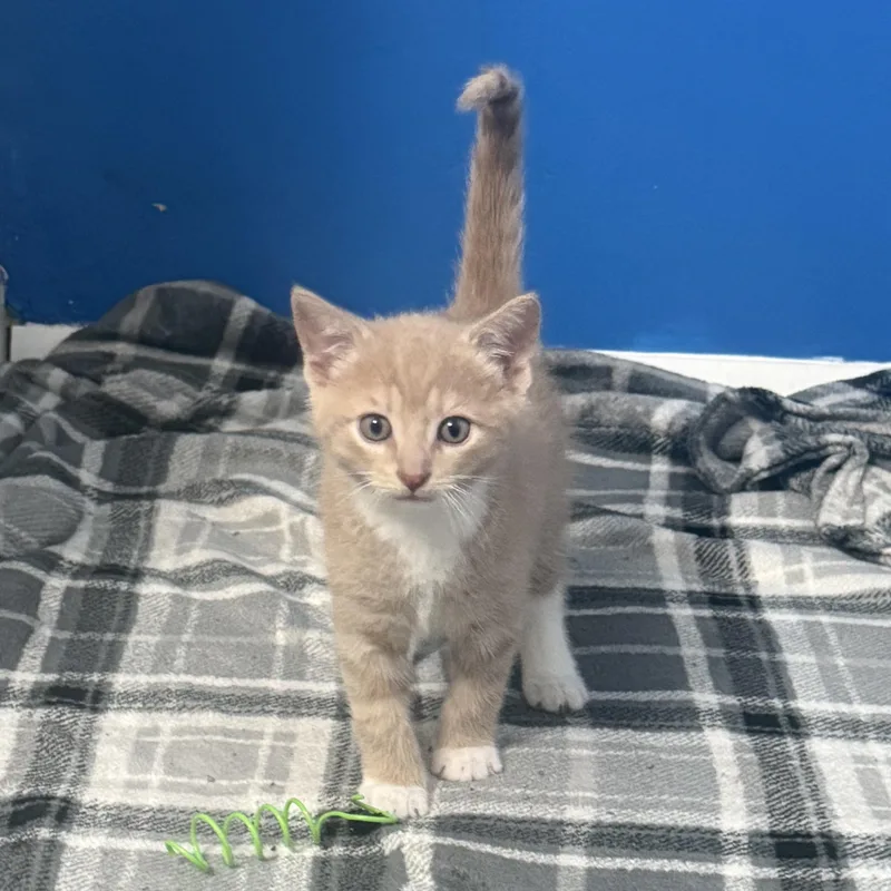 A baby medium-sized male Domestic Short Hair cat named Tornado for adoption in Medinah, IL