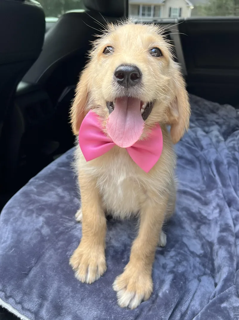 A baby medium-sized female Goldendoodle dog named Sandy for adoption in Gilbert, SC