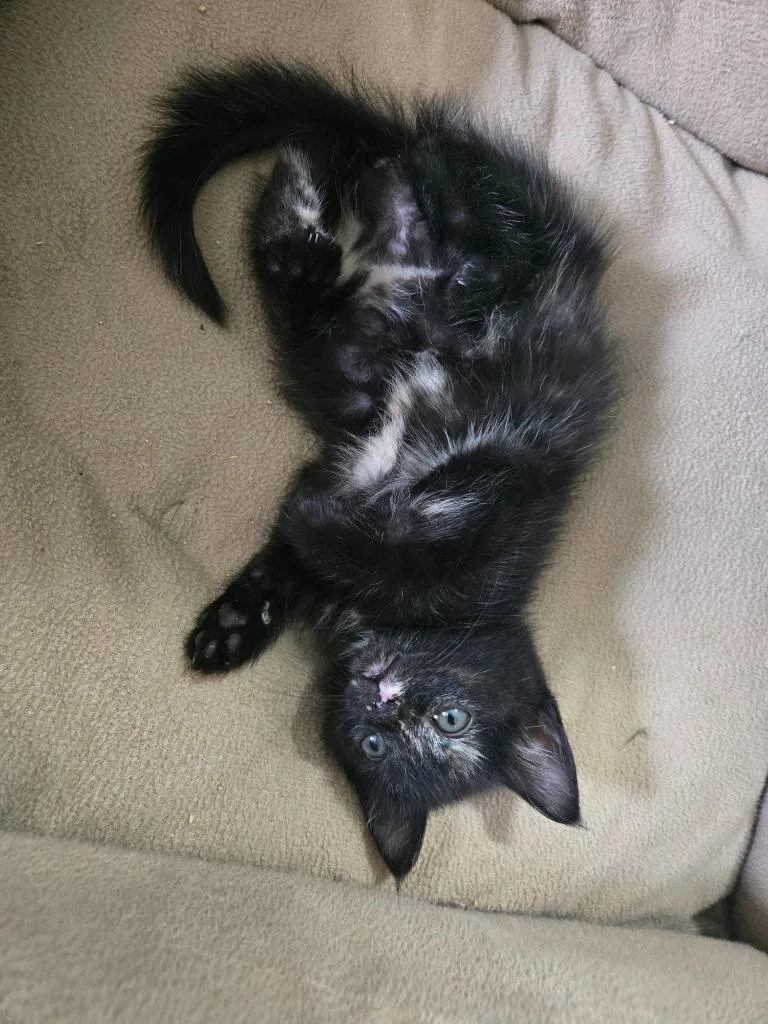A baby medium-sized female Domestic Short Hair cat named Phanpy for adoption in Evans, GA