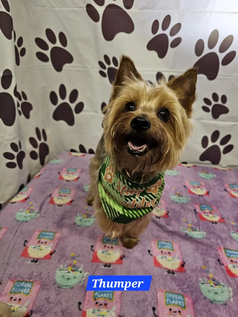 An adult medium-sized male Yorkshire Terrier dog named Thumper for adoption in Metairie, LA