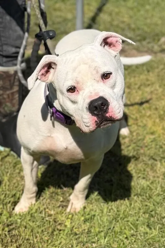 An adult medium-sized female American Bulldog dog named Opal for adoption in Burgaw, NC