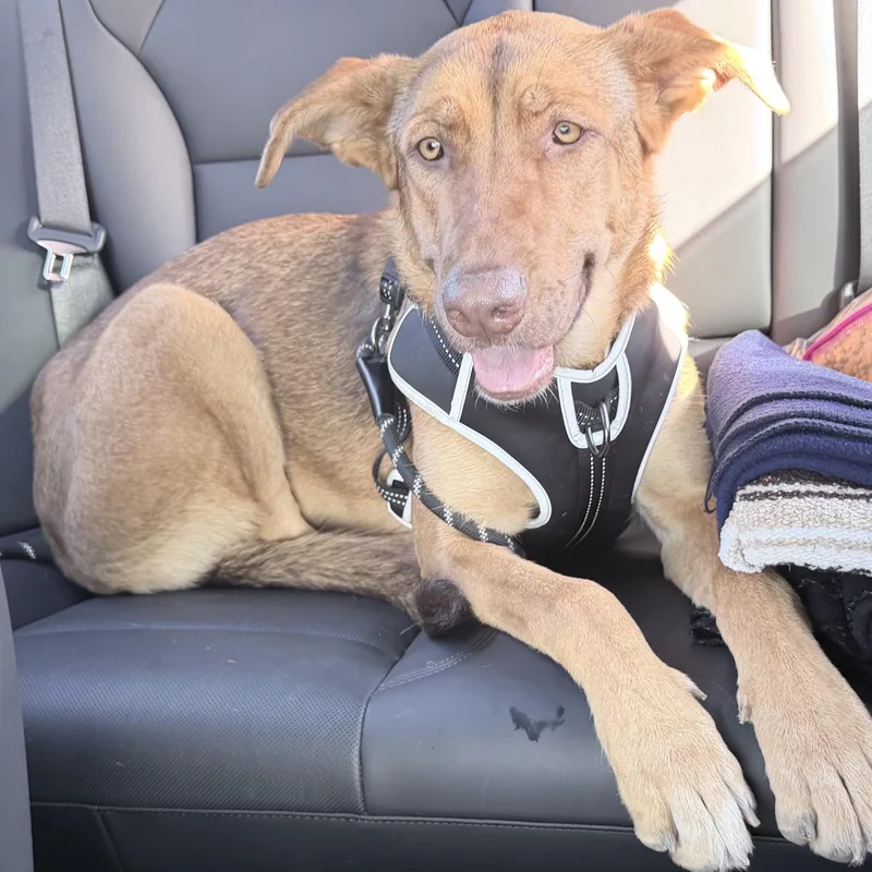 A baby large-sized female Mixed Breed dog named Pretzel for adoption in Fremont, CA