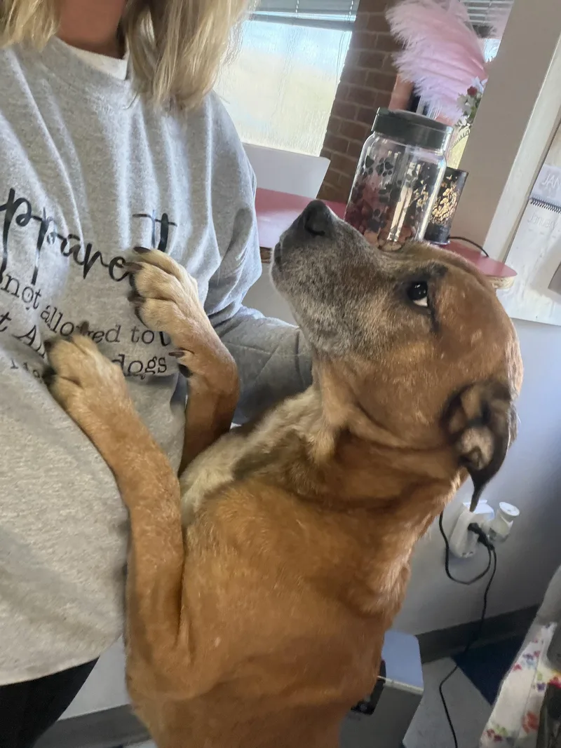 An adult medium-sized male Mixed Breed dog named Eugene for adoption in Auburn, AL