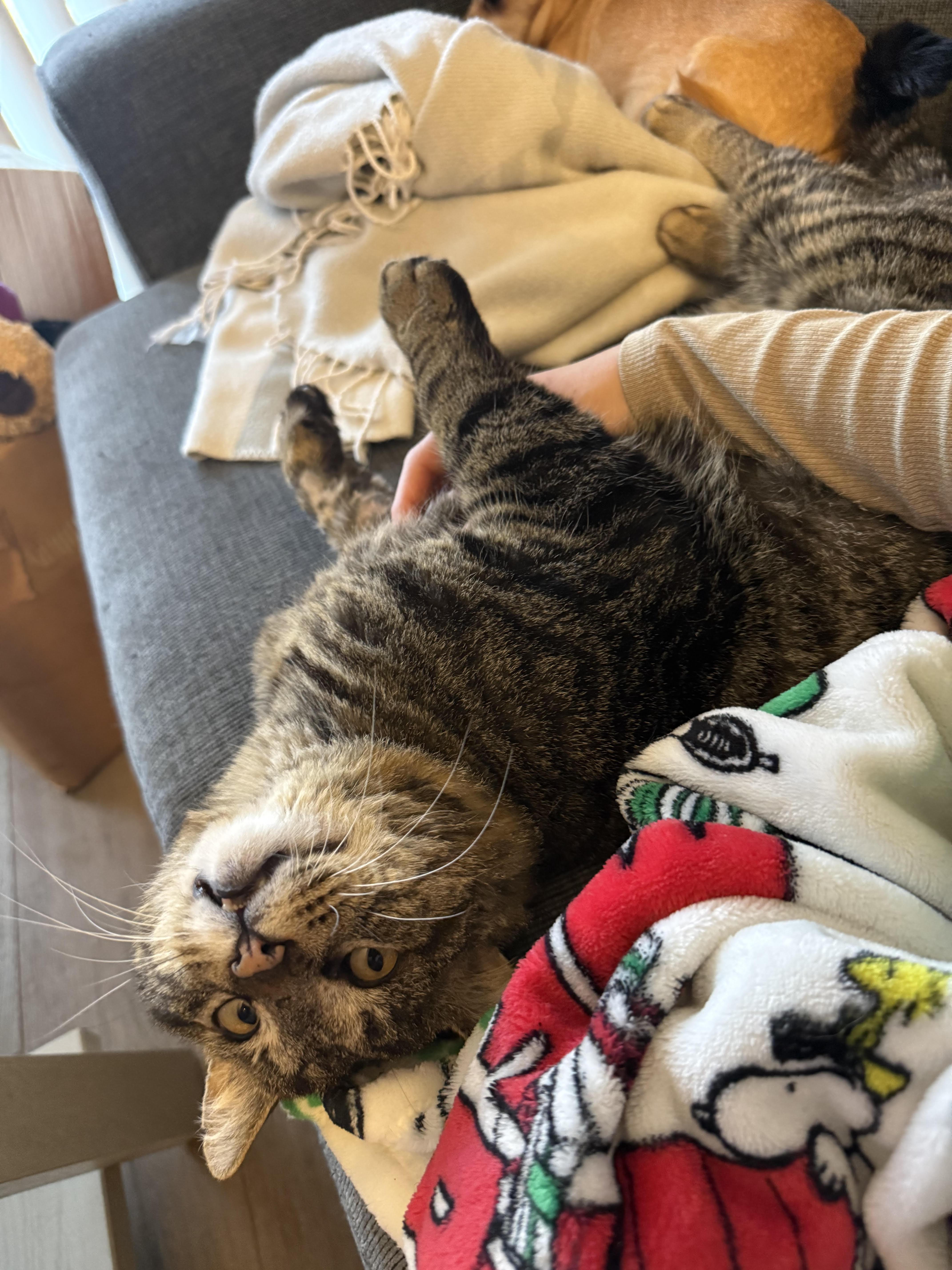 Valentino thumbnail 2