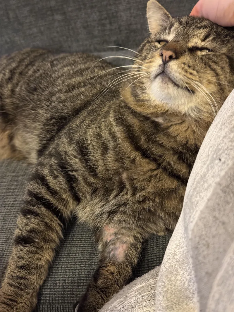 Valentino thumbnail 3