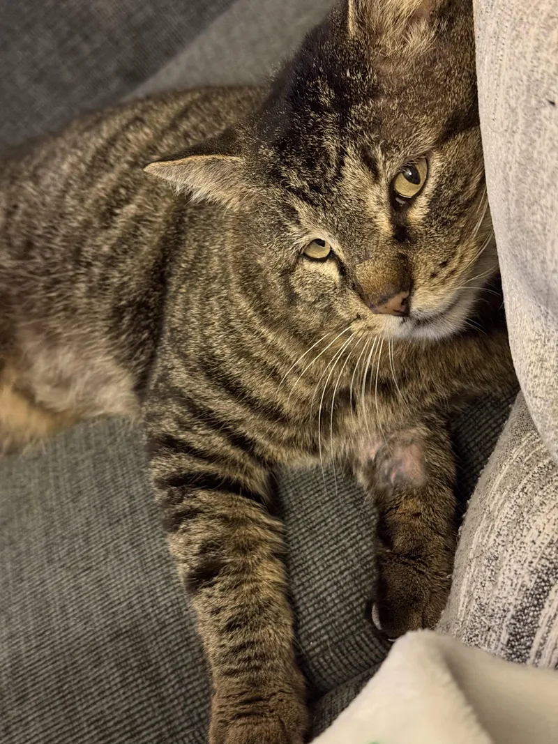 Valentino thumbnail 4