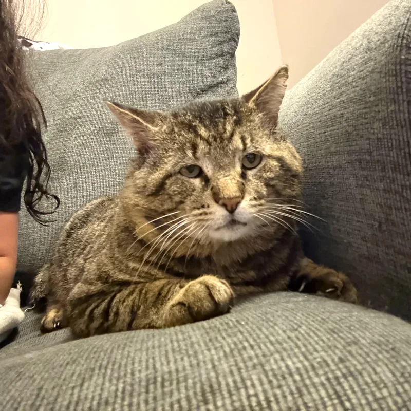 Valentino thumbnail 5