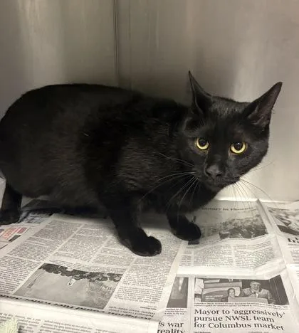 An adult medium-sized male Domestic Short Hair cat named Onyx for adoption in Daytona Beach, FL