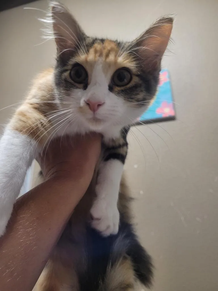 A baby medium-sized female Domestic Short Hair cat named Phoebe for adoption in Huntsville, TX