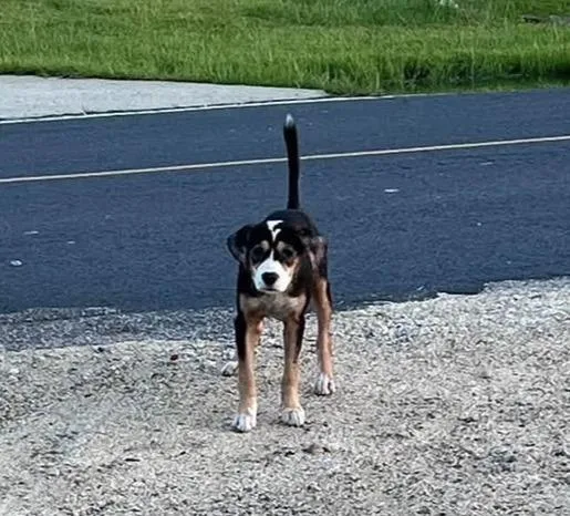 A baby medium-sized female Beagle dog named Sweet Annie Girl for adoption in Conway, SC