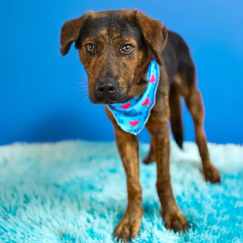 An adult medium-sized male Bicolor Manchester Terrier dog named Ozzy for adoption in Weatherford, TX
