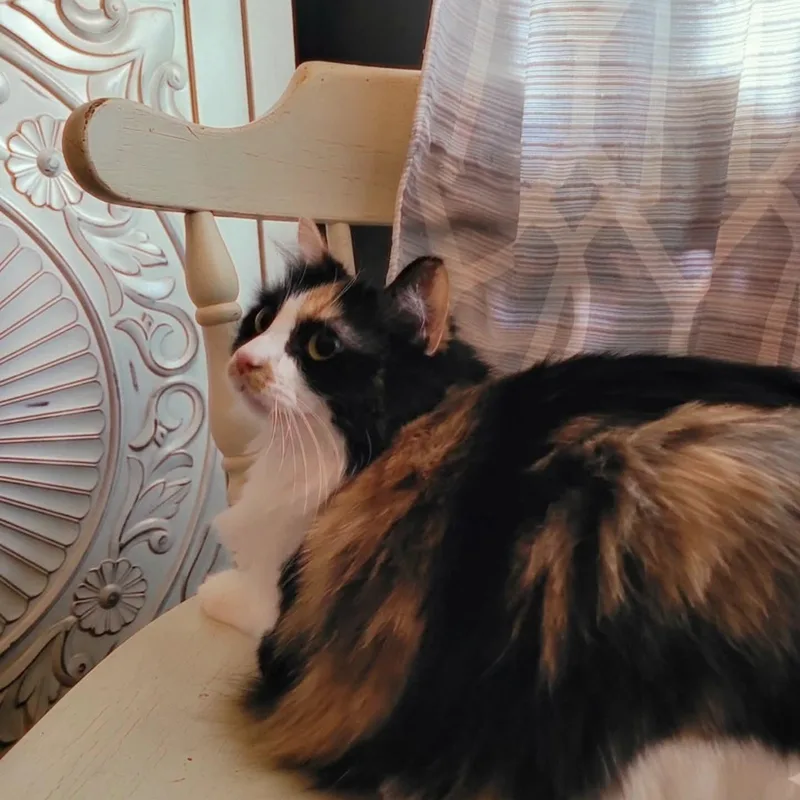 Meisha thumbnail 6