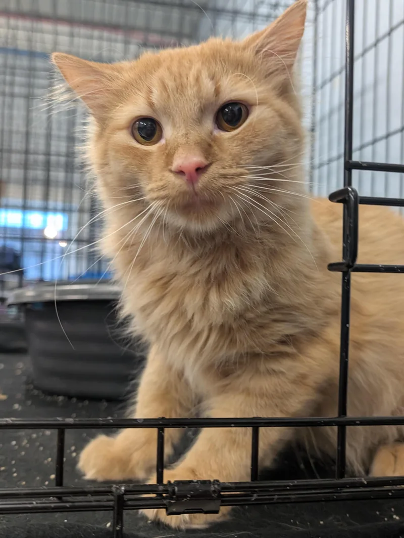 A young medium-sized male Tabby (Orange / Red) Domestic Long Hair cat named Toulouse for adoption in Somerset, PA