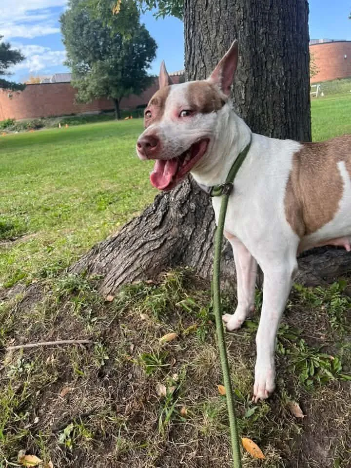 An adult medium-sized female White / Cream Pit Bull Terrier dog named Sunday for adoption in Chicago, IL