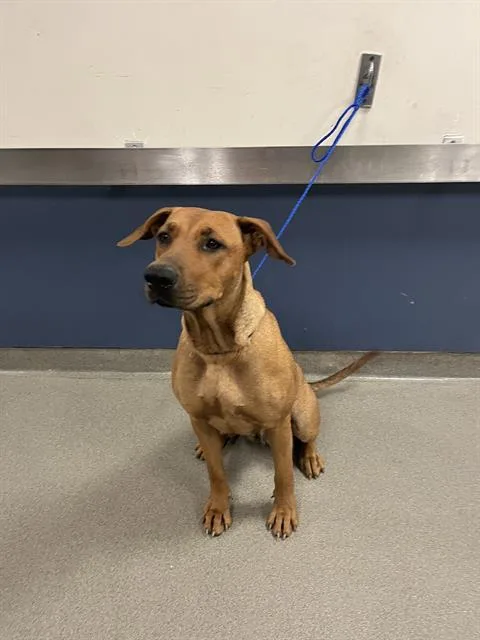 An adult large-sized female Rhodesian Ridgeback dog named Nebula for adoption in Miami, FL