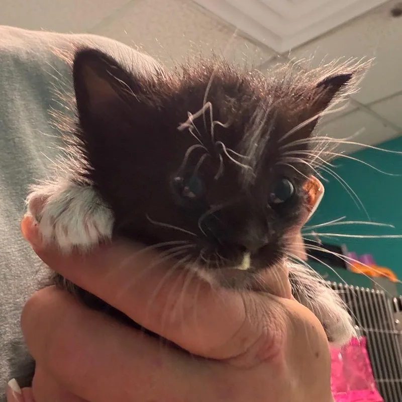 A baby small-sized male Black Domestic Short Hair cat named Boots for adoption in Lake Jackson, TX