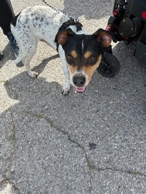 An adult medium-sized male Terrier dog named Jack for adoption in Oklahoma City, OK