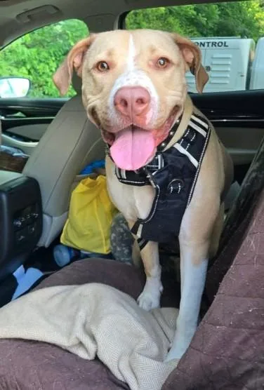 An adult medium-sized female Apricot / Beige Yellow Labrador Retriever dog named Juno for adoption in Sheboygan, WI