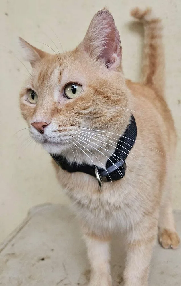 Quesito