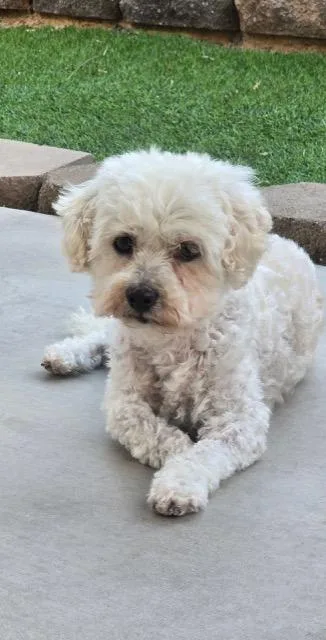 Tanzie