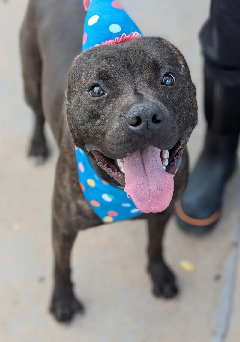 A young large-sized male Brindle Pit Bull Terrier dog named Atreyu for adoption in Plainfield, NJ