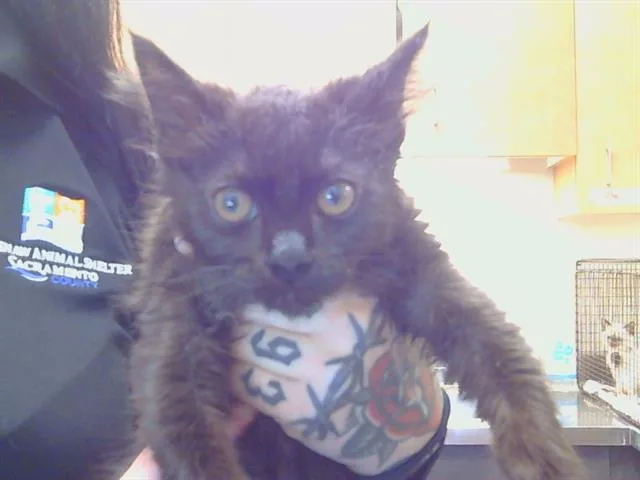 A baby small-sized male Domestic Medium Hair cat named Curly for adoption in Sacramento, CA