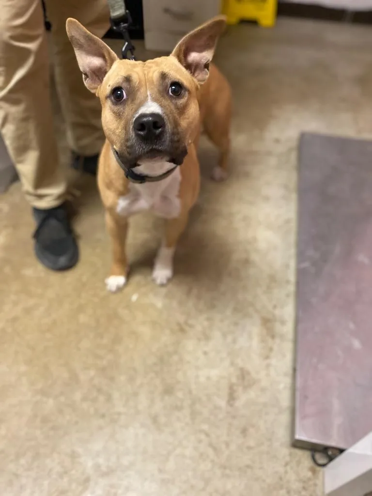 A young large-sized female Terrier dog named Uva for adoption in New Braunfels, TX