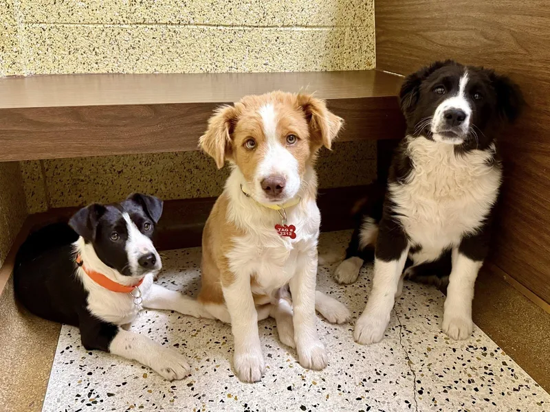 Frank Sinatra thumbnail 3