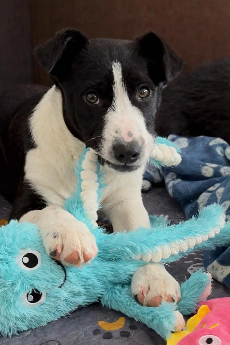 Frank Sinatra thumbnail 4