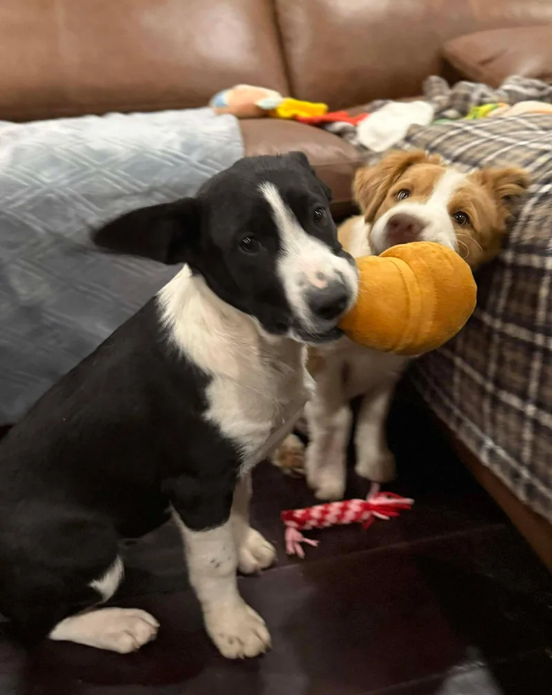 Frank Sinatra thumbnail 5