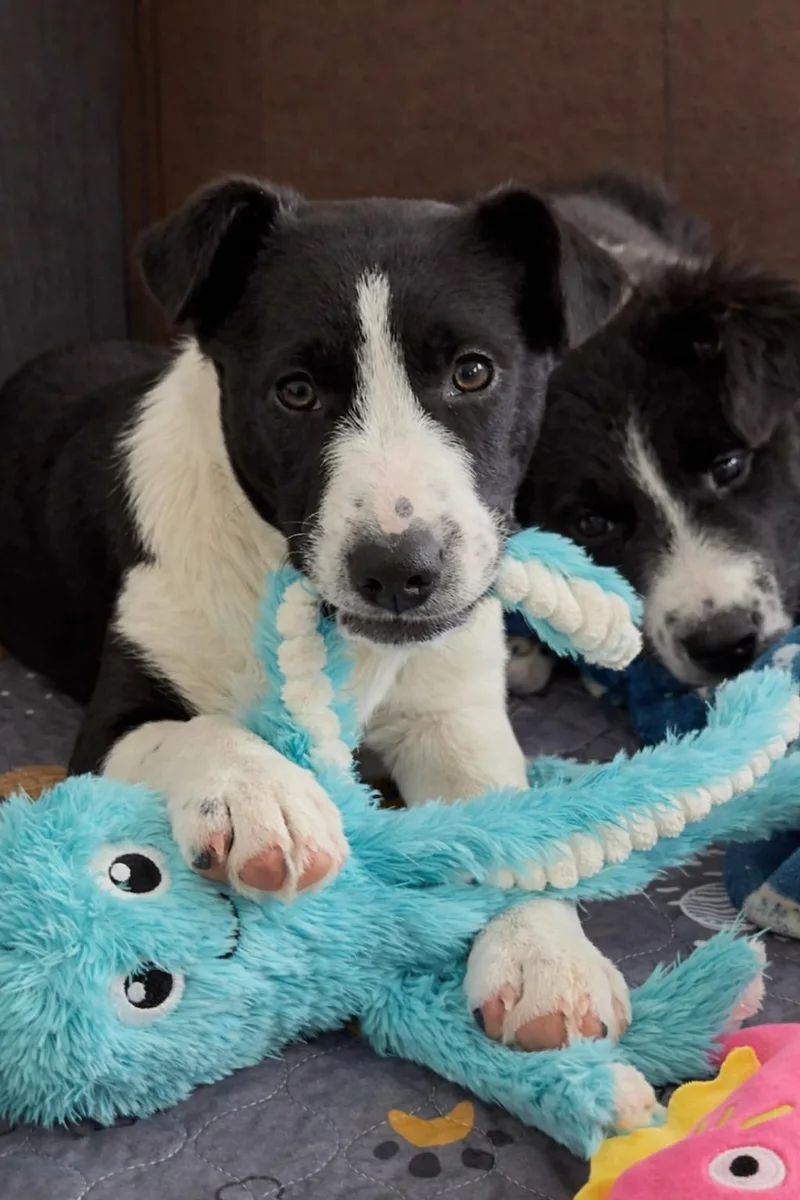 Frank Sinatra thumbnail 6